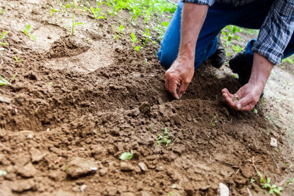 Farmer using seed and fertilizers