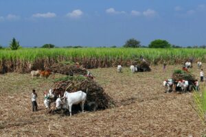 Sugarcane harvesting