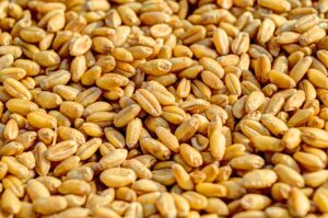 "Golden wheat fields stretching towards the horizon, with mature stalks ready for harvest, symbolizing abundance and agriculture."