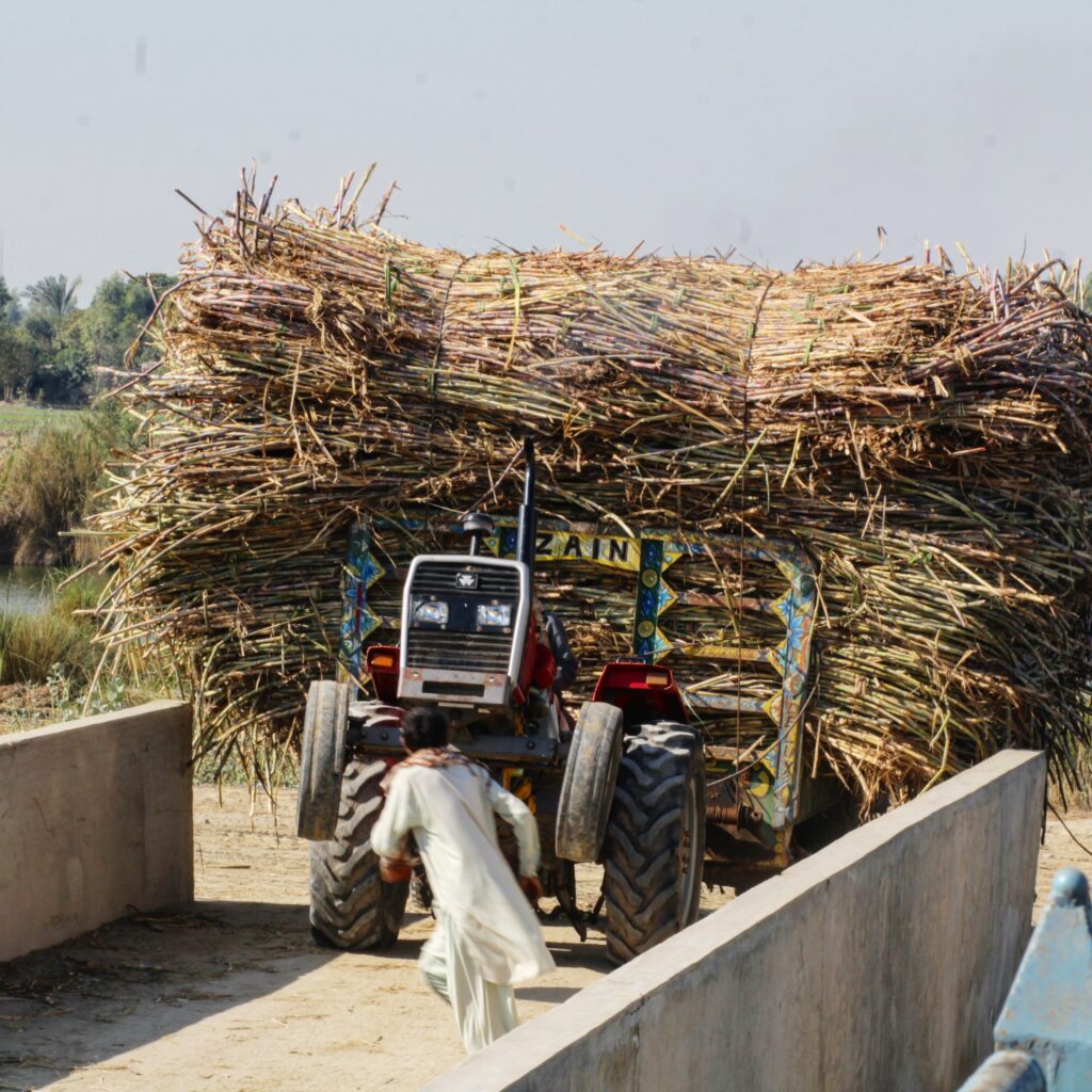 SUGARCANE